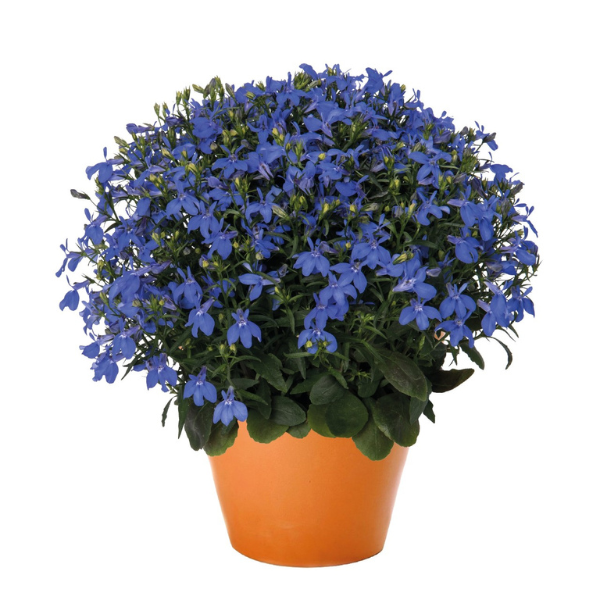 Lobelia erinus 'Bella Oceano'