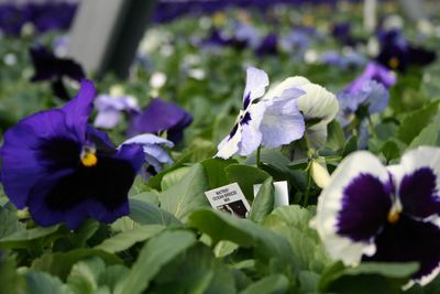 Pansy viola x wittrockiana 'Matrix Ocean Breeze Mix'