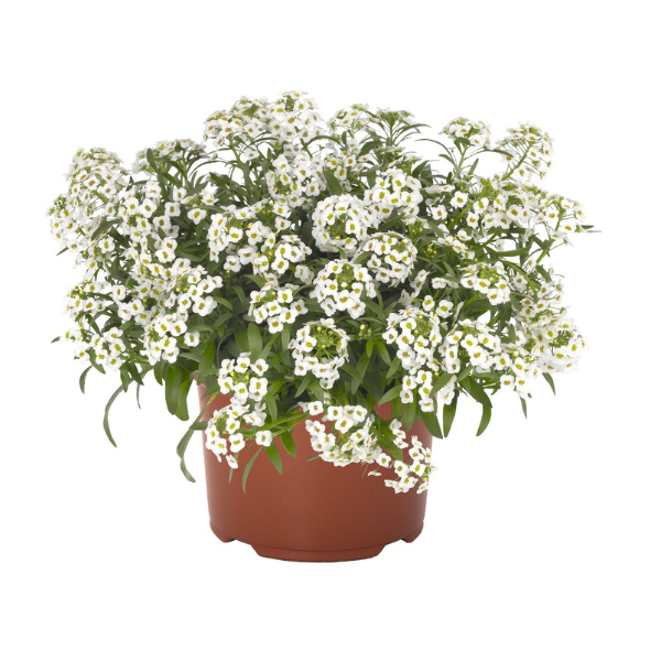 Lobularia maritima 'Yolo White'