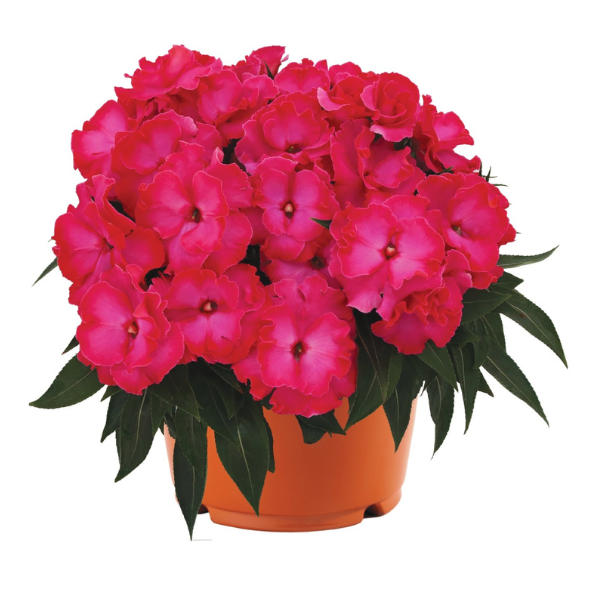 New Guinea impatiens hawkerii 'Rollercoaster Hot Pink'