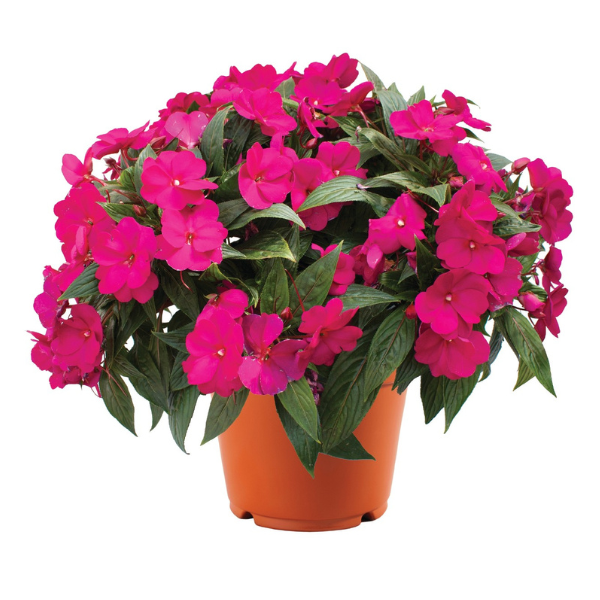 New Guinea impatiens hawkerii 'Magnum Bright Purple'