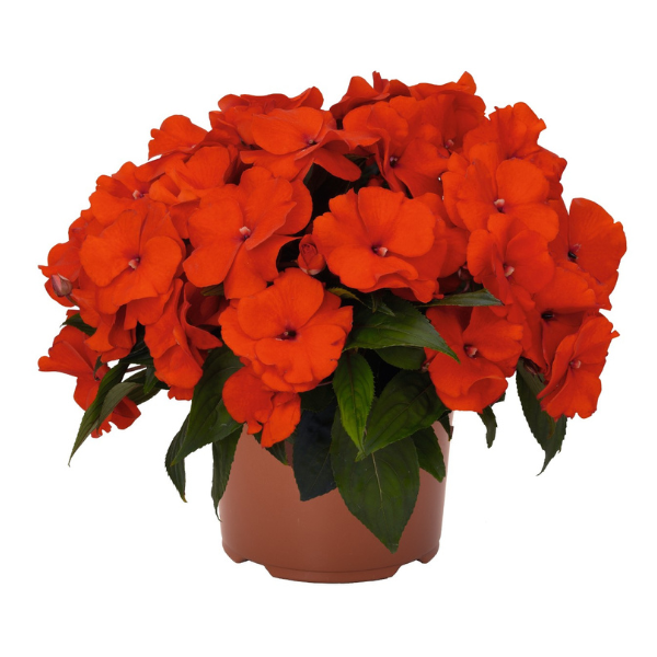 New Guinea impatiens hawkerii 'Magnum Fire'