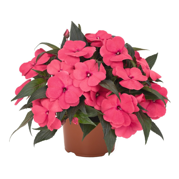 New Guinea impatiens hawkerii 'Magnum Hot Pink'