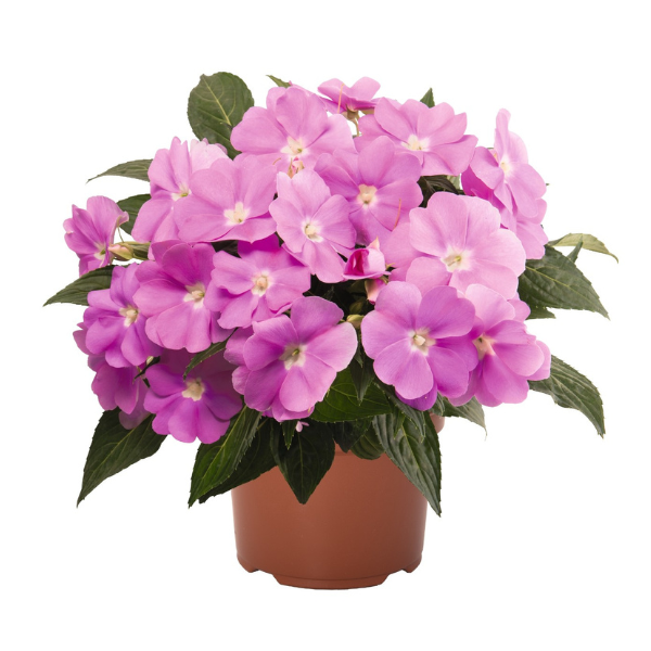 New Guinea impatiens hawkerii 'Magnum Lavender'