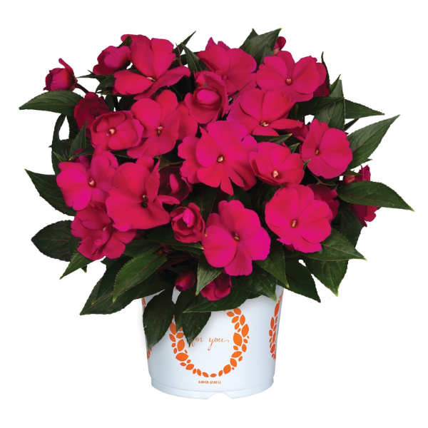 New Guinea impatiens hawkerii 'Magnum Magenta'