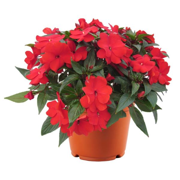 New Guinea impatiens hawkerii 'Magnum Red'