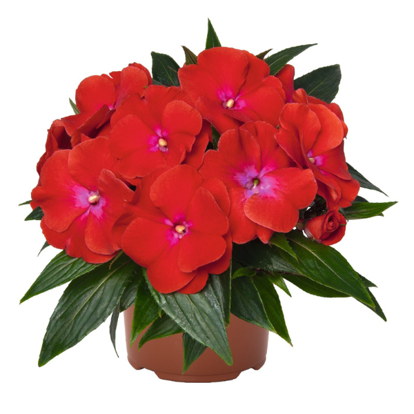 New Guinea impatiens hawkerii 'Magnum Red Flame'
