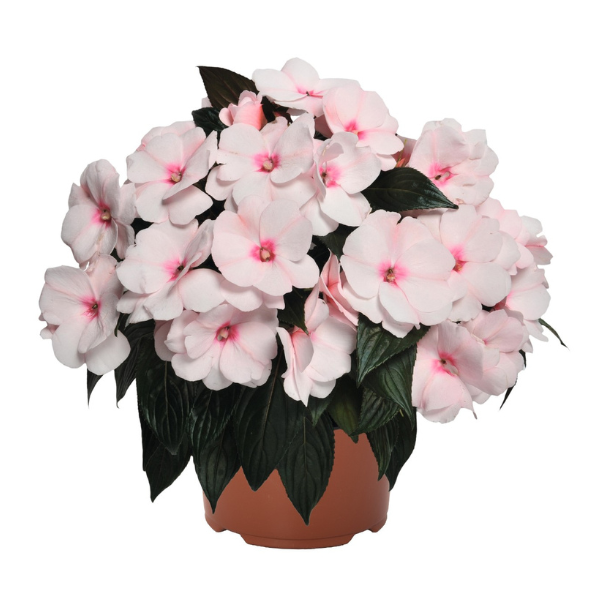New Guinea impatiens hawkerii 'Magnum White Blush'