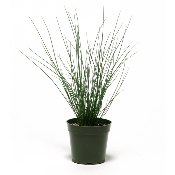 Ornamental Grass Juncus 'Juncus Blue Dart'