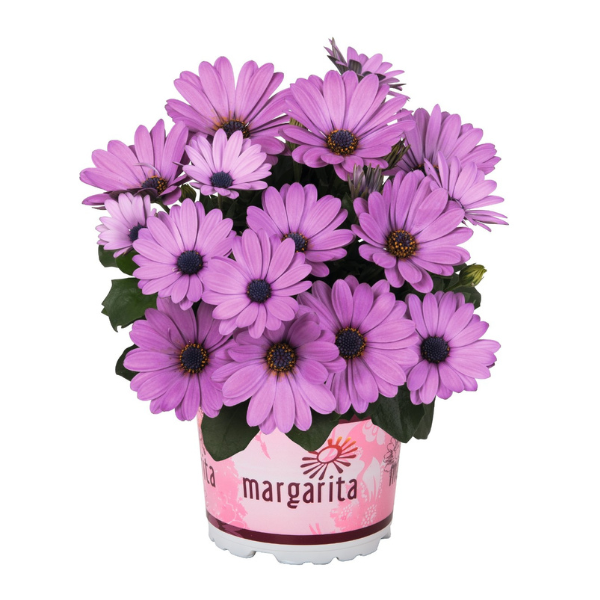 Osteospermum ecklonis 'Margarita Lilac '20'