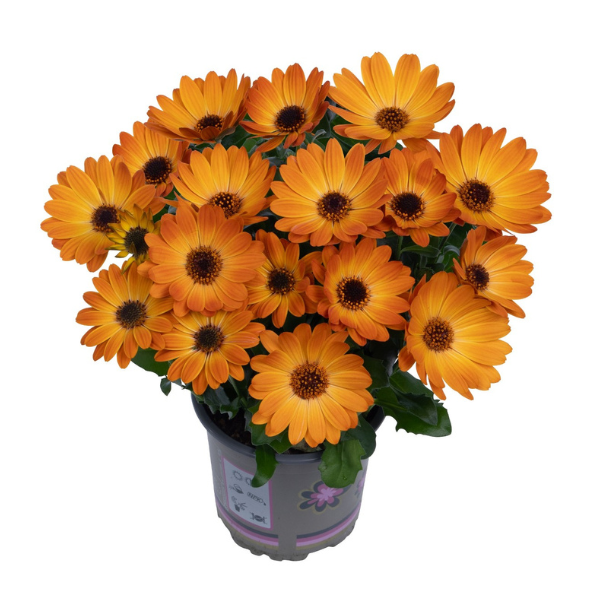 Osteospermum ecklonis 'Margarita Orange Flare'