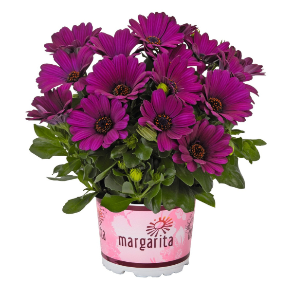 Osteospermum ecklonis 'Margarita Purple'