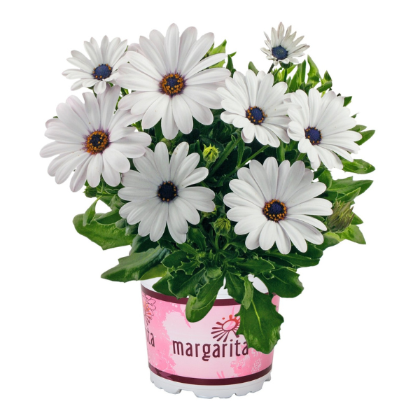 Osteospermum ecklonis 'Margarita White'
