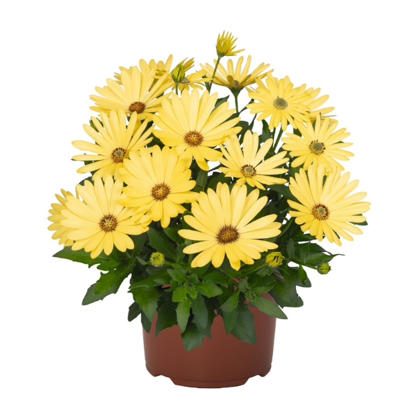 Osteospermum ecklonis 'Margarita Yellow'