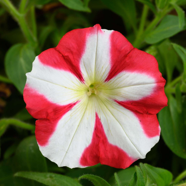 Petunia hybrida 'Amore King of Hearts'