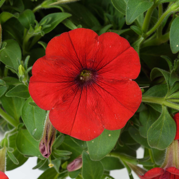 Petunia hybrida 'Capella Ruby Red'