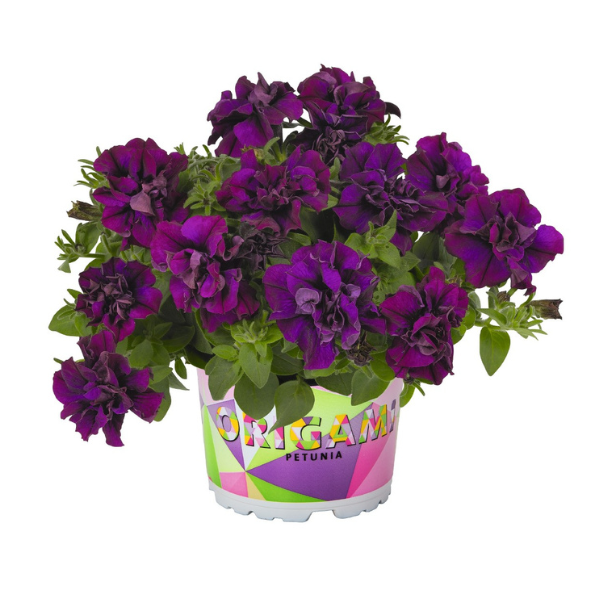 Petunia hybrida 'Origami Burgundy'