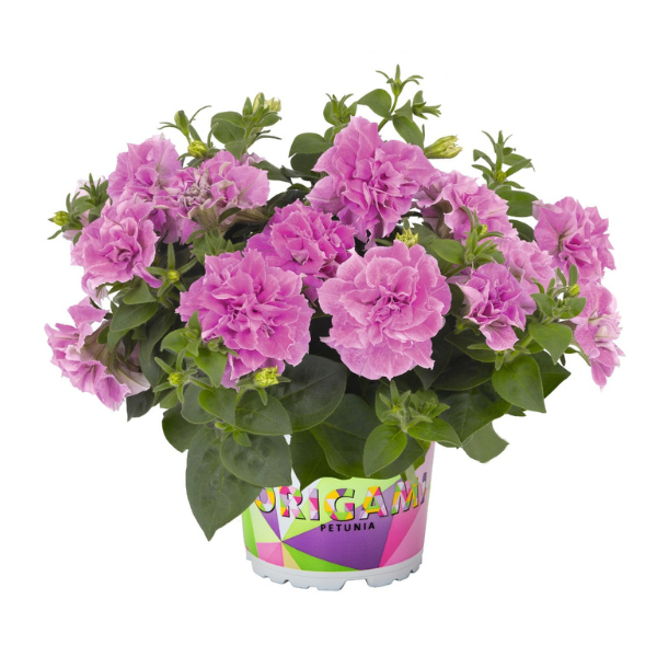 Petunia hybrida 'Origami Pink'