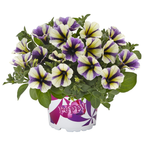 Petunia hybrida 'Potunia Plus Blueberry Muffin'