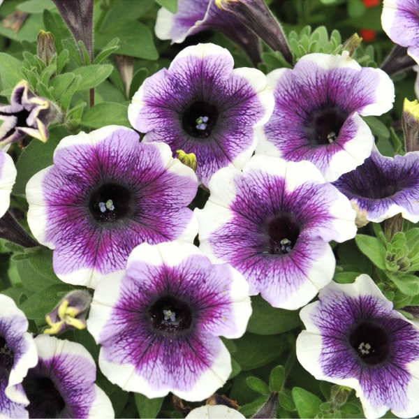 Petunia hybrida 'Potunia Plus Purple Halo'