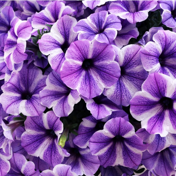 Petunia hybrida 'Potunia Plus Starfish'