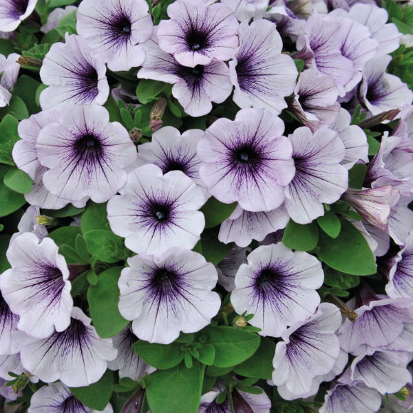 Petunia hybrida 'Potunia Piccola Blue Ice'