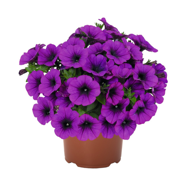Petunia hybrida 'Potunia Plus Neon'