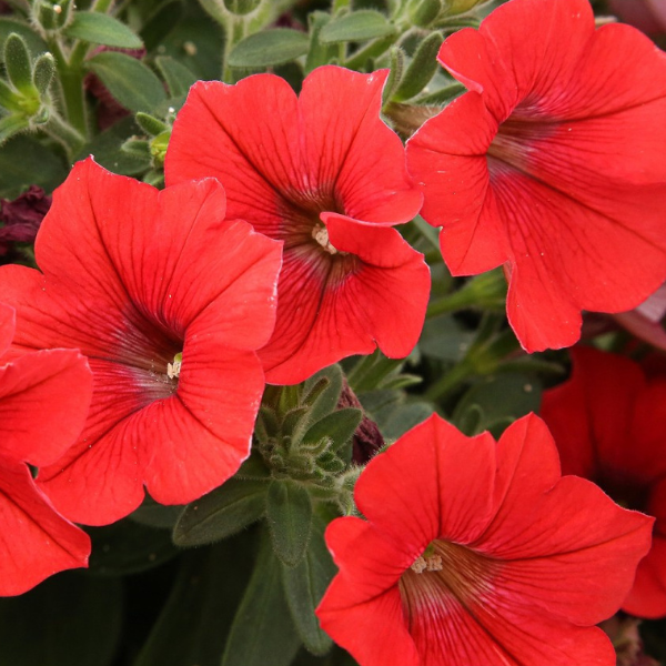 Petunia hybrida 'Potunia Plus Red'