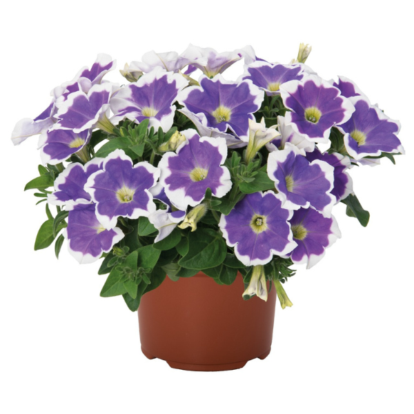 Petunia hybrida 'Surprise Amethyst Halo'