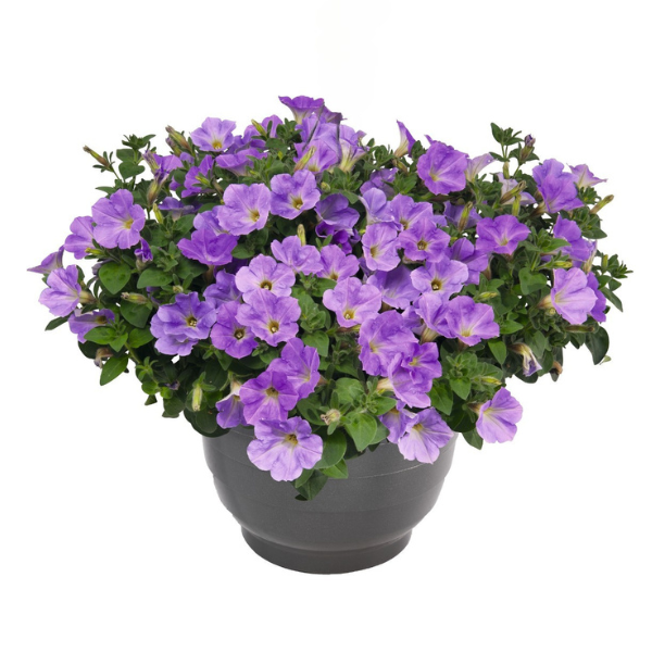 Petunia hybrida 'Surprise Blue Sky'