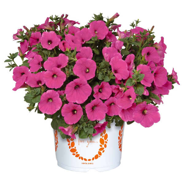 Petunia hybrida 'Surprise Hot Pink'