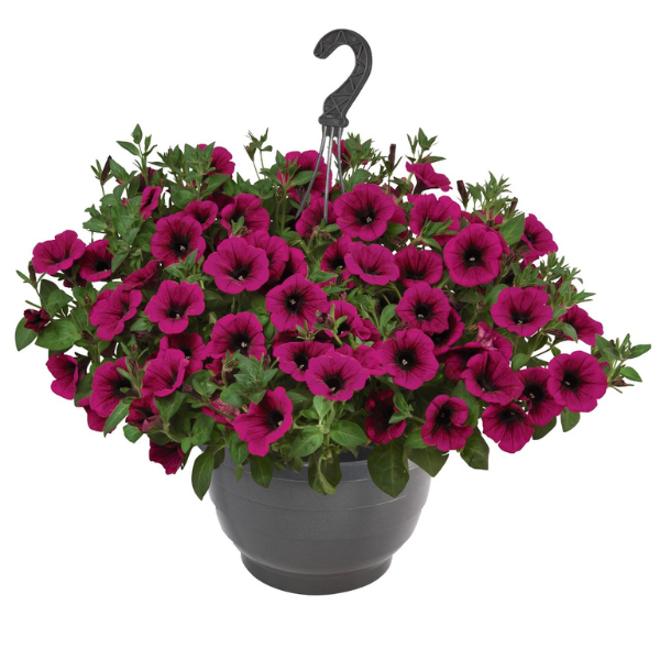 Petunia hybrida 'Surprise Kardinal 26'