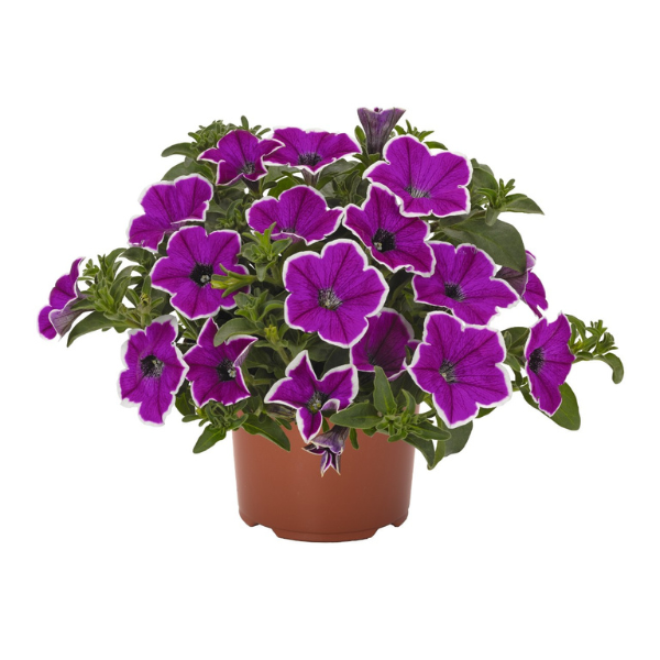 Petunia hybrida 'Surprise Magenta Halo'