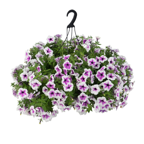Petunia hybrida 'Surprise Purple Dance'