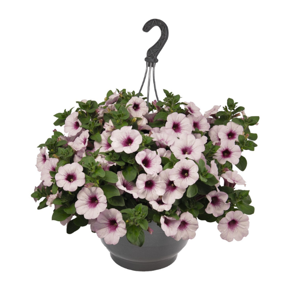 Petunia hybrida 'Surprise White Orchid'