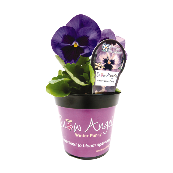 Pansy viola x wittrockiana 'Matrix Ocean'