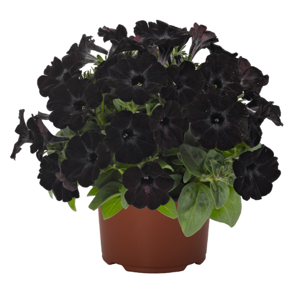 Petunia hybrida 'Sweetunia Black Satin'