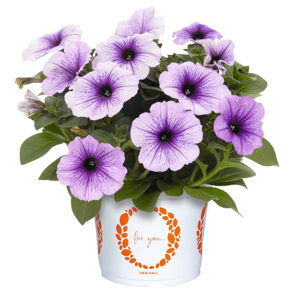 Petunia hybrida 'Sweetunia Blueberry Ice'