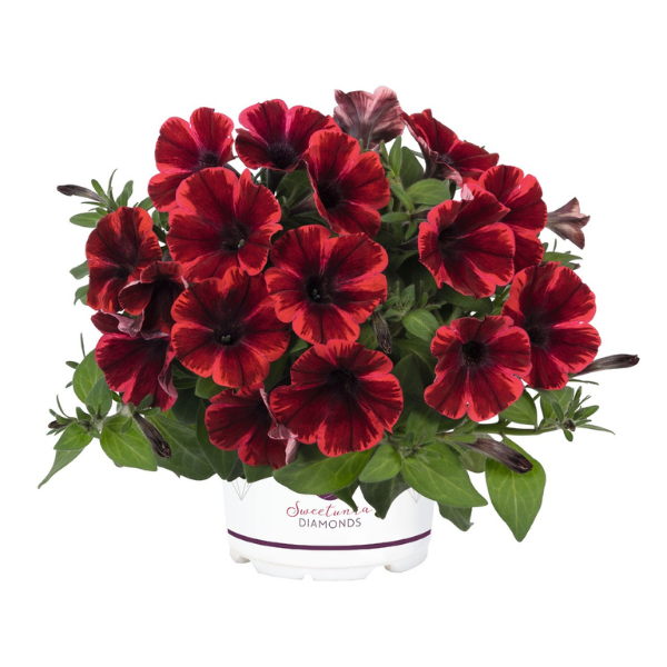Petunia hybrida 'Sweetunia Fiona Flash'