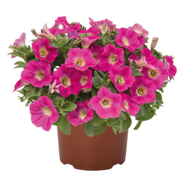 Petunia hybrida 'Sweetunia Hot Pink Lemonade'