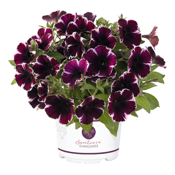 Petunia hybrida 'Sweetunia Miss Marvelous'