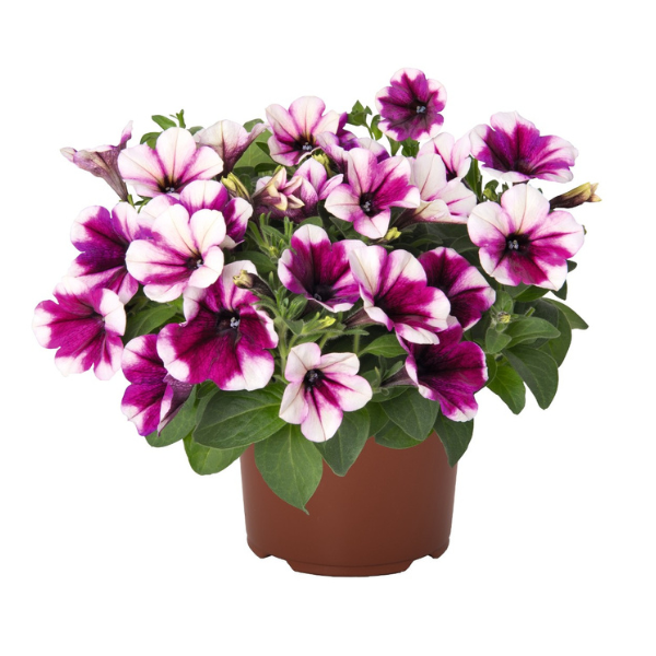 Petunia hybrida 'Sweetunia Purple Touch'