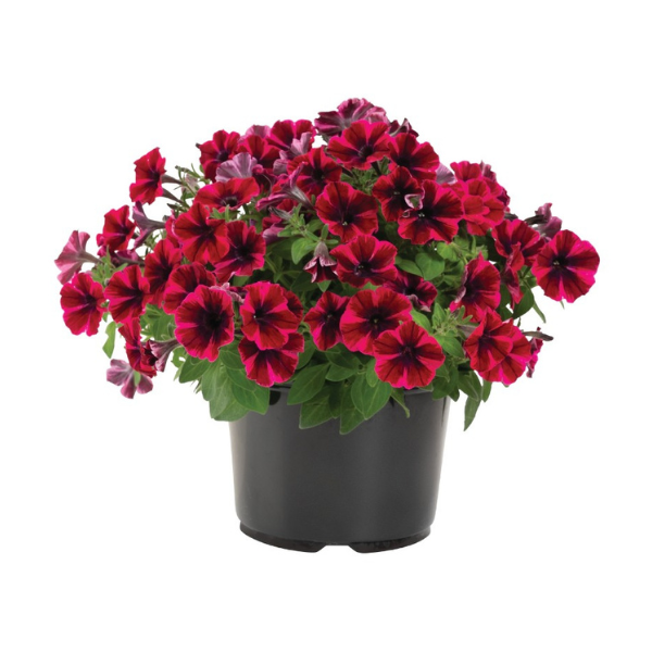 Petunia hybrida 'Sweetunia Suzie Storm'