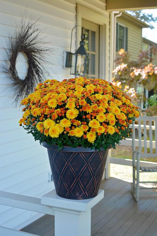 Mum chrysanthemum x morifolium 'Cheryl Golden'