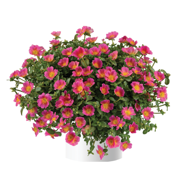 Portulaca oleracea 'Pazzaz Nano Candy Pink'