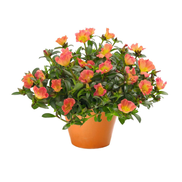 Portulaca oleracea 'Cupcake Carrot'