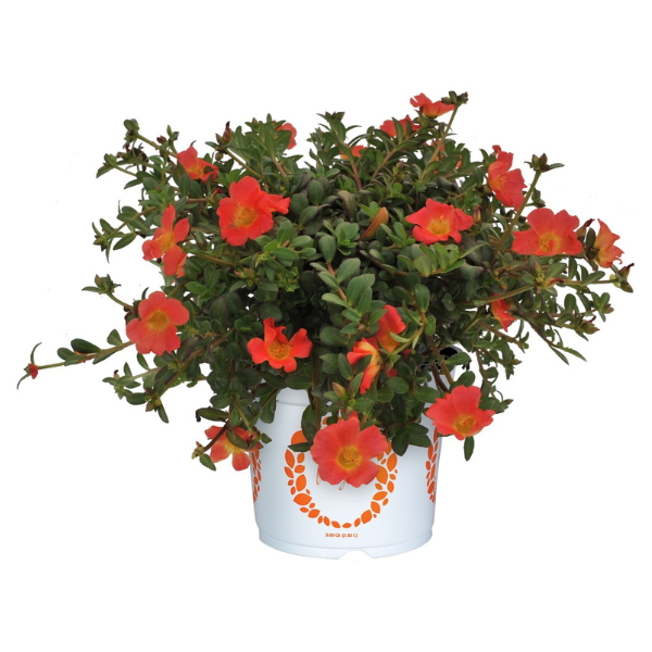 Portulaca oleracea 'Cupcake Cherry Baby'