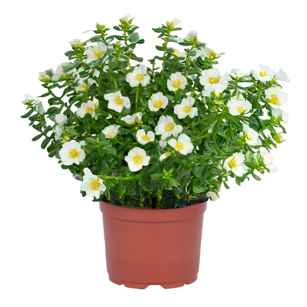 Portulaca oleracea 'Cupcake Coconut'