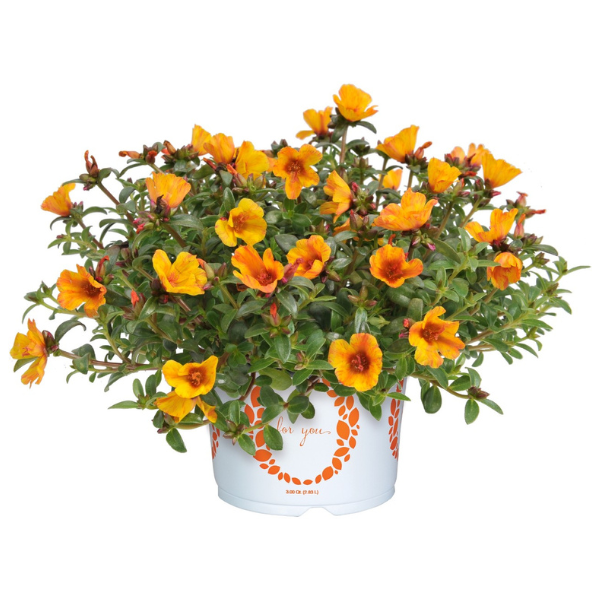 Portulaca oleracea 'Cupcake Yellow Chrome'