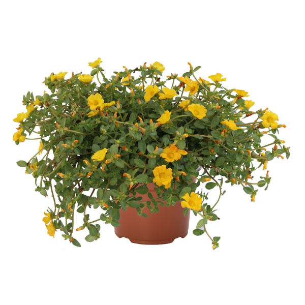 Portulaca oleracea 'Cupcake Upright Lemon Zest'